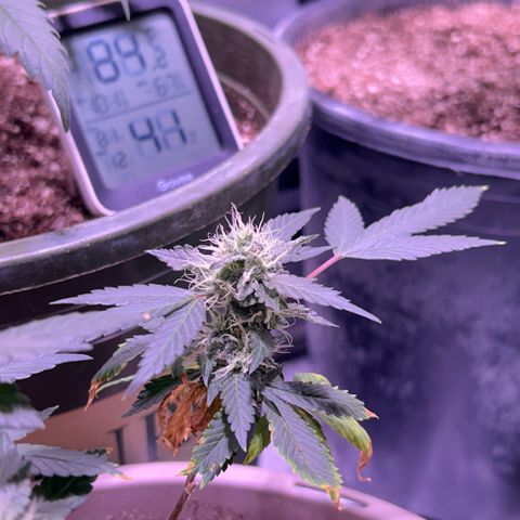 Bubby  growlog photo: She’s doing good. Got some smaller shots today. Bud is thickening up 