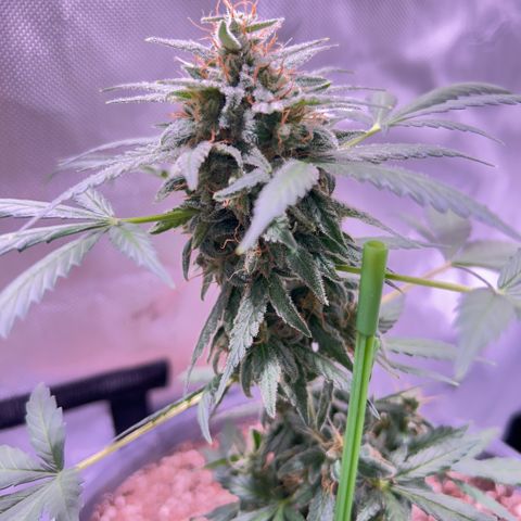Panini (Sweet Mandarin Blossom) growlog photo: Doing great ! Thickening up just like her sister !! 