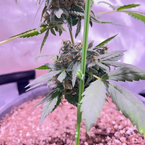 Panini (Sweet Mandarin Blossom) growlog photo: Doing great ! Thickening up just like her sister !! 