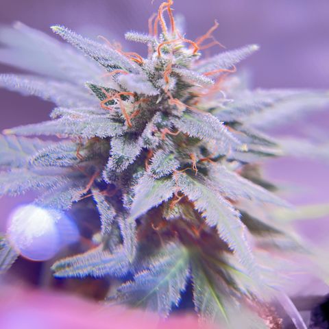 Panini (Sweet Mandarin Blossom) growlog photo: Doing great ! Thickening up just like her sister !! 