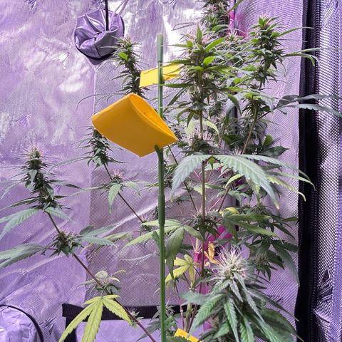 Foto del growlog de Squidwina (Chick Magnet): Doing good, she dropped a couple more smaller leaves today. Nothing serious. It seems that for now the N is confined to the lower half of the plant. Got some shots with a lense I took out of a headset to view the plant. 