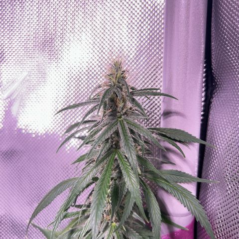 Foto del growlog de Squidwina (Chick Magnet): Beginning of week six !! The plants are doing great. These photos are after watering.