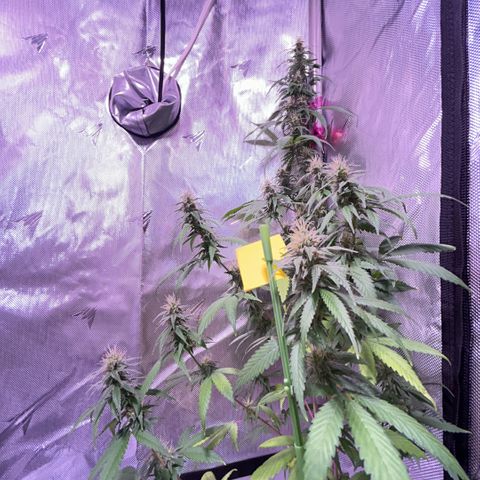 Foto del growlog de Squidwina (Chick Magnet): Beginning of week six !! The plants are doing great. These photos are after watering.