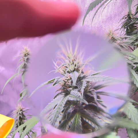 Foto del growlog de Squidwina (Chick Magnet): Beginning of week six !! The plants are doing great. These photos are after watering.