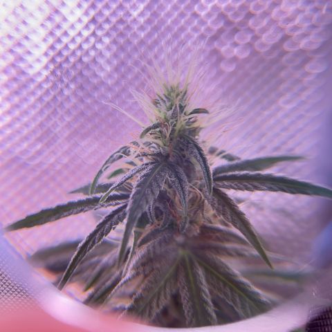 Foto del growlog de Squidwina (Chick Magnet): Beginning of week six !! The plants are doing great. These photos are after watering.