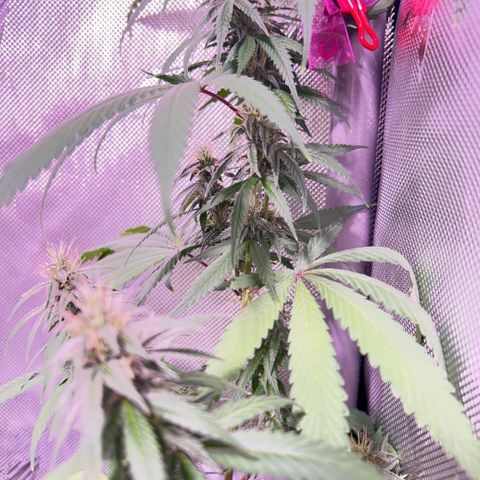 Foto del growlog de Squidwina (Chick Magnet): Beginning of week six !! The plants are doing great. These photos are after watering.