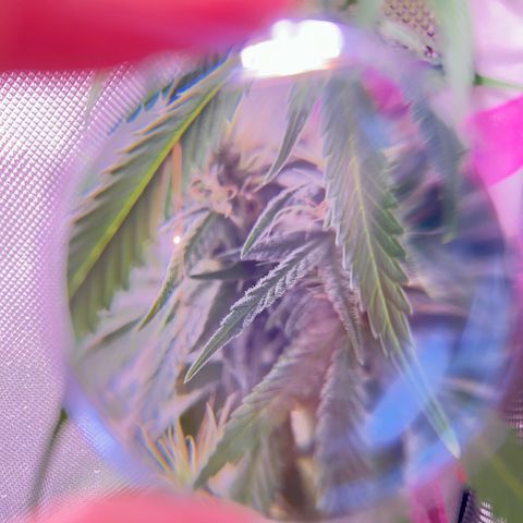 Foto del growlog de Squidwina (Chick Magnet): Beginning of week six !! The plants are doing great. These photos are after watering.