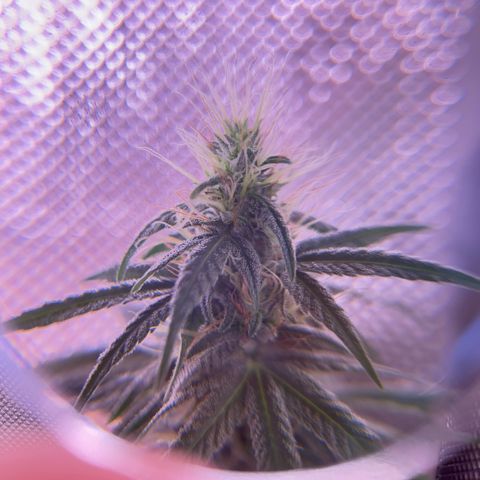 Foto del growlog de Squidwina (Chick Magnet): Beginning of week six !! The plants are doing great. These photos are after watering.
