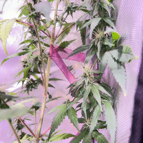 Foto del growlog de Squidwina (Chick Magnet): Beginning of week six !! The plants are doing great. These photos are after watering.