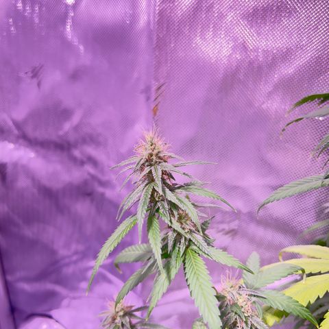 Foto del growlog de Squidwina (Chick Magnet): Beginning of week six !! The plants are doing great. These photos are after watering.