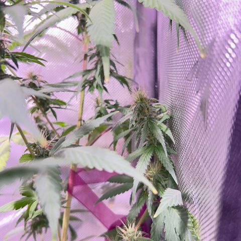 Foto del growlog de Squidwina (Chick Magnet): Beginning of week six !! The plants are doing great. These photos are after watering.