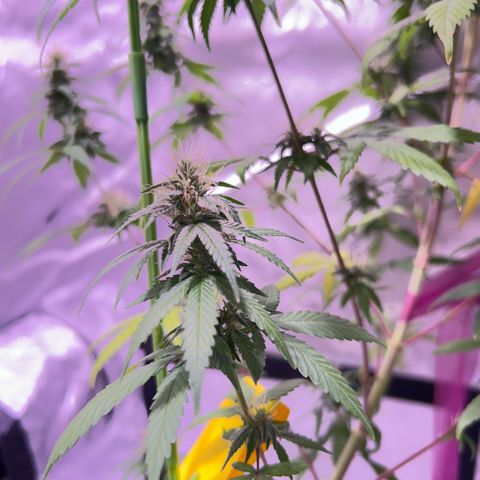 Foto del growlog de Squidwina (Chick Magnet): Beginning of week six !! The plants are doing great. These photos are after watering.