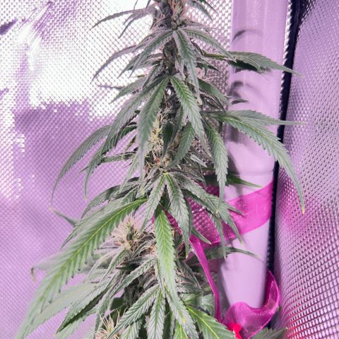 Foto del growlog de Squidwina (Chick Magnet): Beginning of week six !! The plants are doing great. These photos are after watering.
