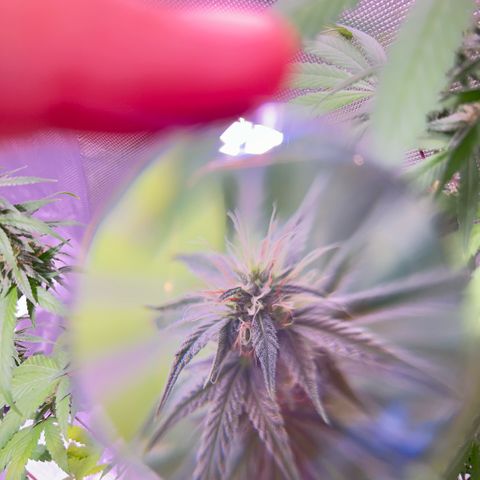 Foto del growlog de Squidwina (Chick Magnet): Beginning of week six !! The plants are doing great. These photos are after watering.