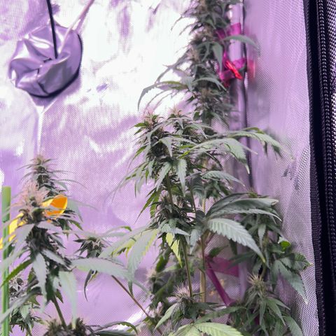 Foto del growlog de Squidwina (Chick Magnet): Beginning of week six !! The plants are doing great. These photos are after watering.