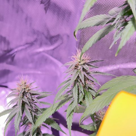 Foto del growlog de Squidwina (Chick Magnet): Beginning of week six !! The plants are doing great. These photos are after watering.