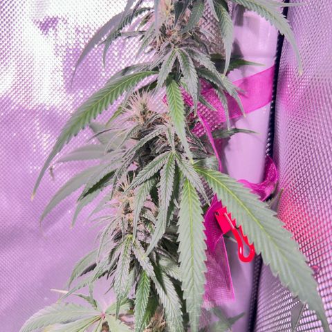 Foto del growlog de Squidwina (Chick Magnet): Beginning of week six !! The plants are doing great. These photos are after watering.