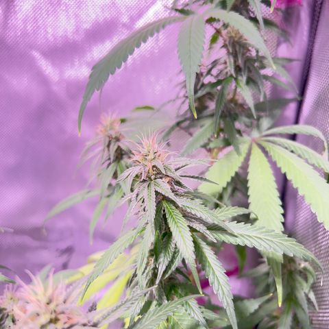 Foto del growlog de Squidwina (Chick Magnet): Beginning of week six !! The plants are doing great. These photos are after watering.