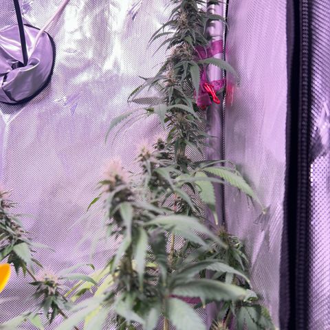 Foto del growlog de Squidwina (Chick Magnet): Beginning of week six !! The plants are doing great. These photos are after watering.