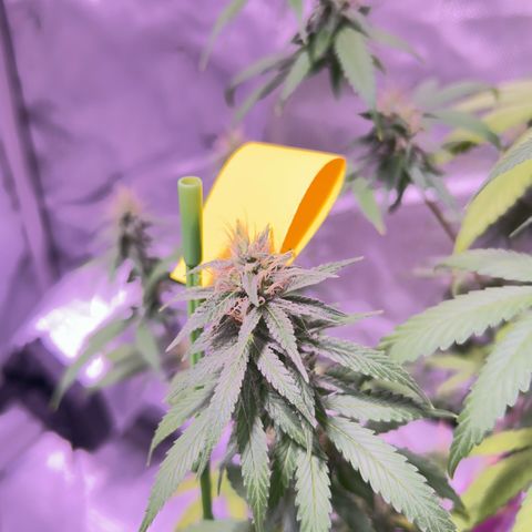 Foto del growlog de Squidwina (Chick Magnet): Beginning of week six !! The plants are doing great. These photos are after watering.