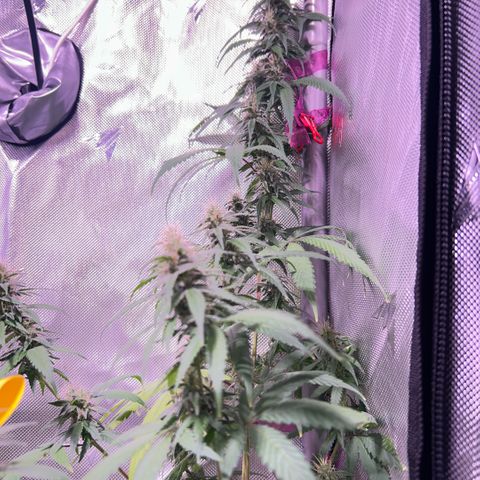 Foto del growlog de Squidwina (Chick Magnet): Beginning of week six !! The plants are doing great. These photos are after watering.