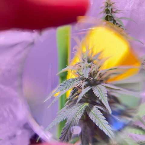 Foto del growlog de Squidwina (Chick Magnet): Beginning of week six !! The plants are doing great. These photos are after watering.