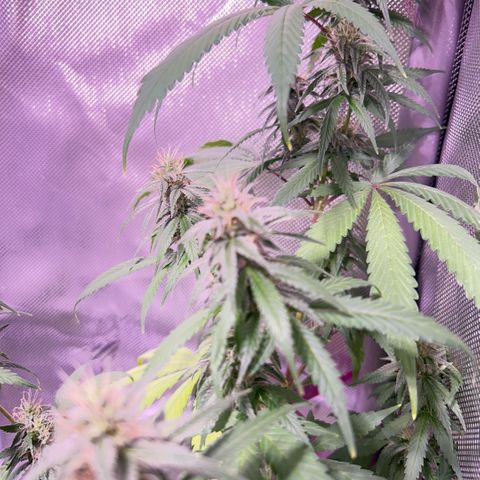 Foto del growlog de Squidwina (Chick Magnet): Beginning of week six !! The plants are doing great. These photos are after watering.