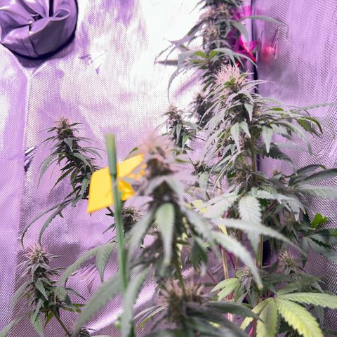 Foto del growlog de Squidwina (Chick Magnet): Beginning of week six !! The plants are doing great. These photos are after watering.