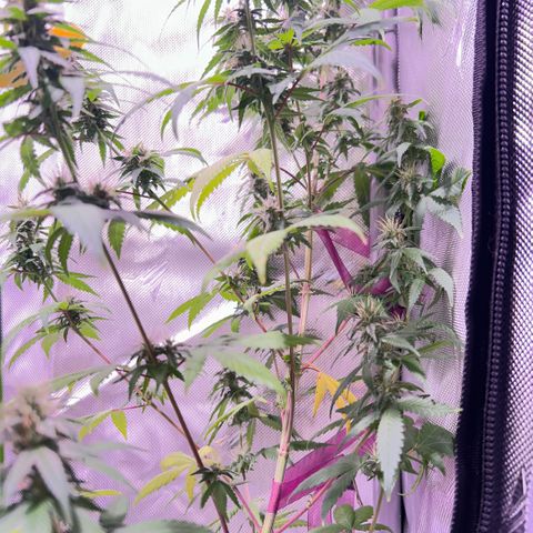 Foto del growlog de Squidwina (Chick Magnet): Beginning of week six !! The plants are doing great. These photos are after watering.