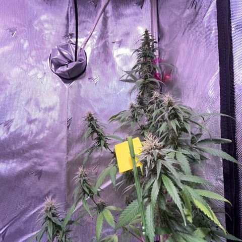 Foto del growlog de Squidwina (Chick Magnet): Beginning of week six !! The plants are doing great. These photos are after watering.