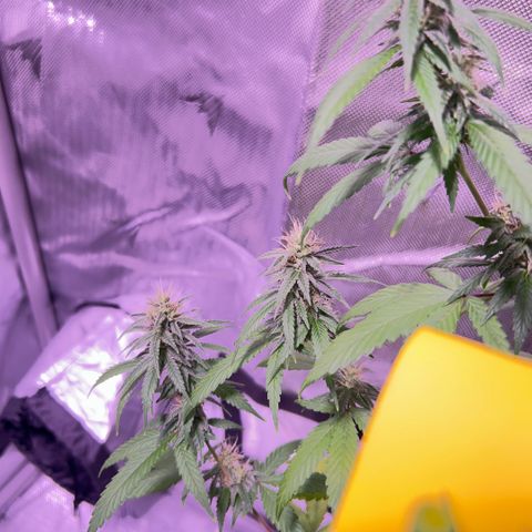 Foto del growlog de Squidwina (Chick Magnet): Beginning of week six !! The plants are doing great. These photos are after watering.