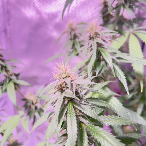 Foto del growlog de Squidwina (Chick Magnet): Beginning of week six !! The plants are doing great. These photos are after watering.