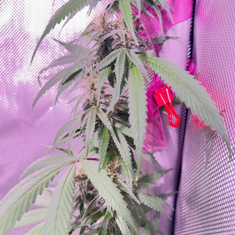 Foto del growlog de Squidwina (Chick Magnet): Beginning of week six !! The plants are doing great. These photos are after watering.