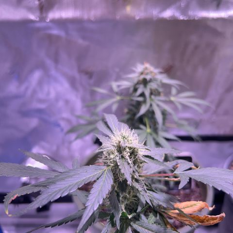 Bubby  growlog photo: Doing good ! Looking frosty 