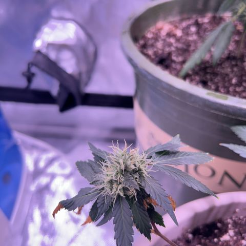 Bubby  growlog photo: Doing good ! Looking frosty 