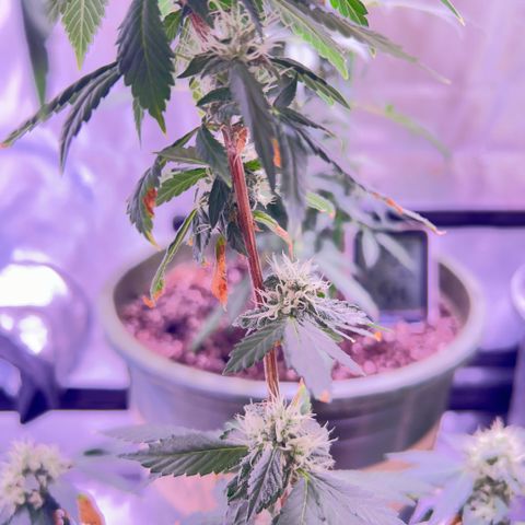 Bubby  growlog photo: Doing good ! Looking frosty 