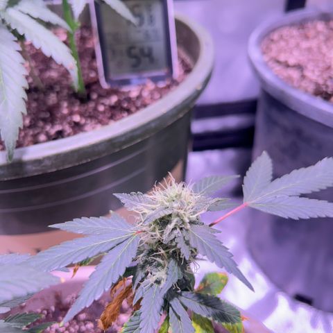 Bubby  growlog photo: Doing good ! Looking frosty 