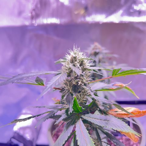 Bubby  growlog photo: Doing good ! Looking frosty 