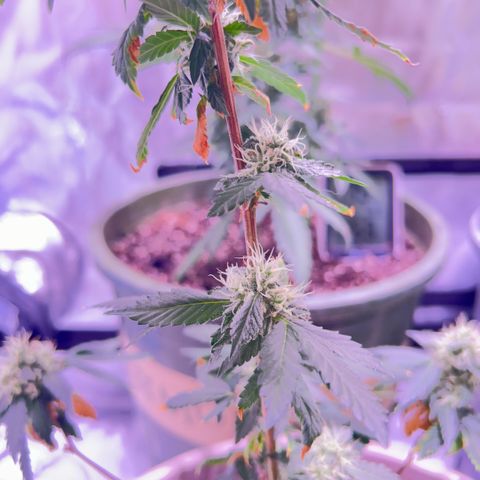 Bubby  growlog photo: Doing good ! Looking frosty 