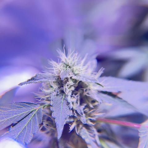 Bubby  growlog photo: Doing good ! Looking frosty 