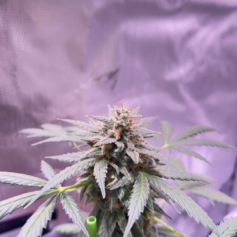 Panini (Sweet Mandarin Blossom) growlog photo: Doing great !!!!