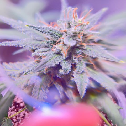Panini (Sweet Mandarin Blossom) growlog photo: Doing great !!!!