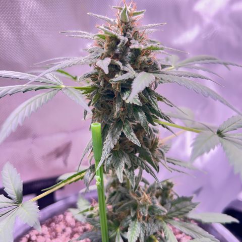 Panini (Sweet Mandarin Blossom) growlog photo: Doing great !!!!