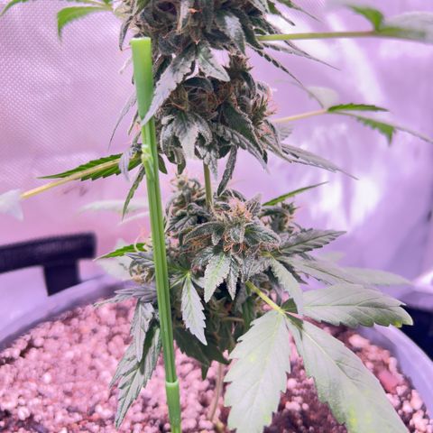 Panini (Sweet Mandarin Blossom) growlog photo: Doing great !!!!