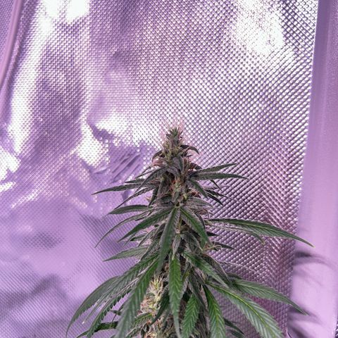 Foto del growlog de Squidwina (Chick Magnet): Pictures from yesterday. I think I will let her finish out without giving her anymore nutrients.