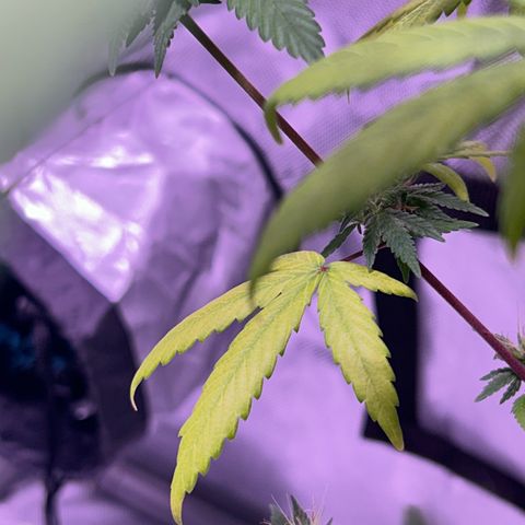 Foto del growlog de Squidwina (Chick Magnet): Pictures from yesterday. I think I will let her finish out without giving her anymore nutrients.