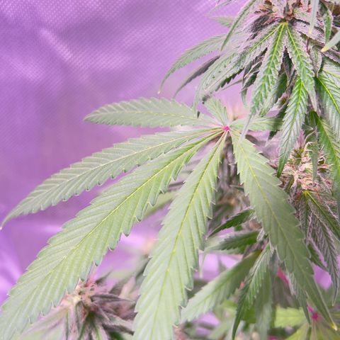 Foto del growlog de Squidwina (Chick Magnet): Pictures from yesterday. I think I will let her finish out without giving her anymore nutrients.