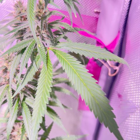 Foto del growlog de Squidwina (Chick Magnet): Pictures from yesterday. I think I will let her finish out without giving her anymore nutrients.