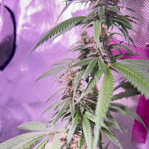 Foto del growlog de Squidwina (Chick Magnet): Pictures from yesterday. I think I will let her finish out without giving her anymore nutrients.