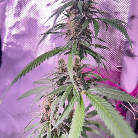 Foto del growlog de Squidwina (Chick Magnet): Pictures from yesterday. I think I will let her finish out without giving her anymore nutrients.